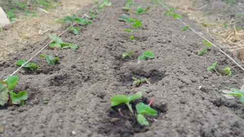 Long bed with young seedlings of strawberries in the spring. Open ground after w Stock Footage 101024612