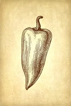 Long bell pepper. Stock Illustration
