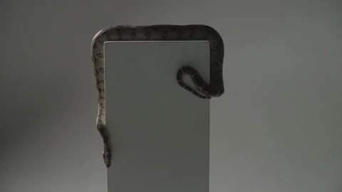 Long big Snake on a white cube platform. Slow motion Stock Footage 138706282
