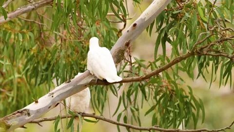 Long-Billed Corella in Geelong Eucalyptus Tree 動画素材 306814475