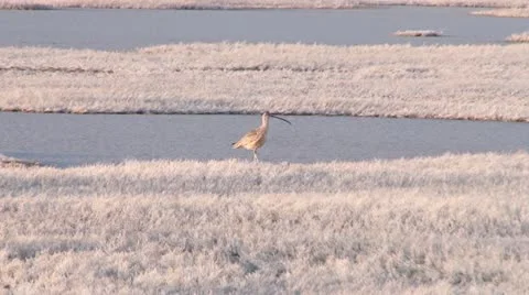 Long-Billed Curlew Stock Footage 21880737