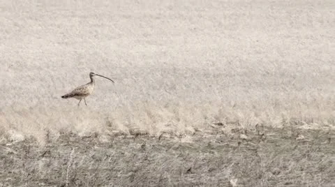 Long-Billed Curlew Stock Footage 21884928