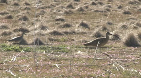 Long-billed Curlew Stock Footage 32207348