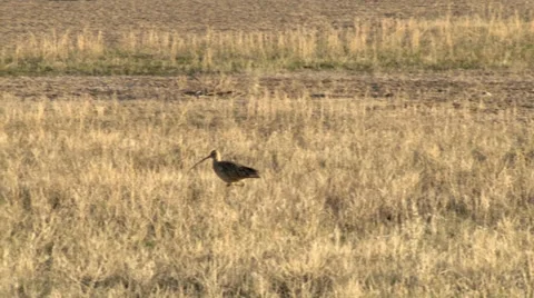 Long-billed Curlew Stock Footage 37204427