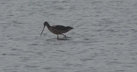 Long-Billed Curlew Probing Shallow Water For Food Stock Footage 333798756