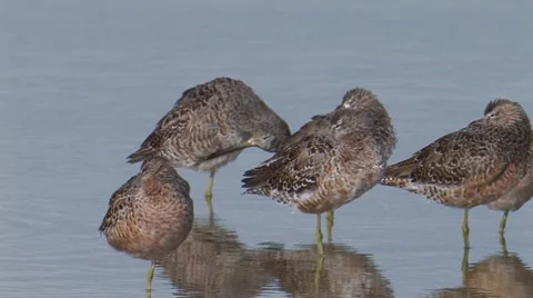 Long-billed Dowitcher 1 Video stock 8508843