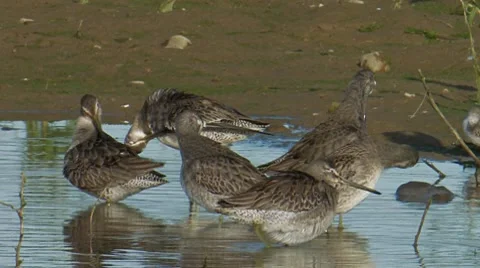 Long-billed Dowitcher 2 Video stock 8511864