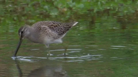 Long-billed Dowitcher 4 Video stock 8549893