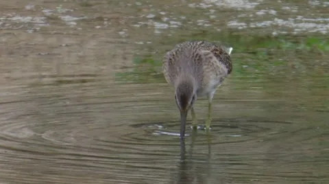 Long-billed Dowitcher 5 Stock Footage 8549878
