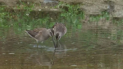 Long-billed Dowitcher 6 Video stock 8549870
