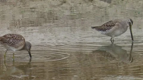 Long-billed Dowitcher 7 Stock Footage 8549859