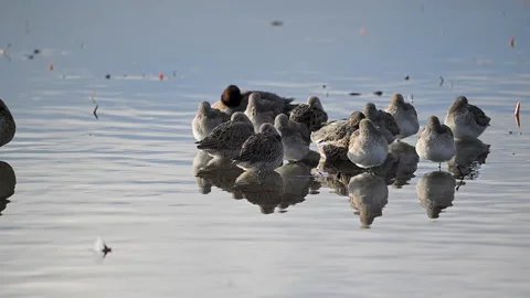 Long-billed dowitcher flock resting in pond during winter, 4k Stock Footage 263282631