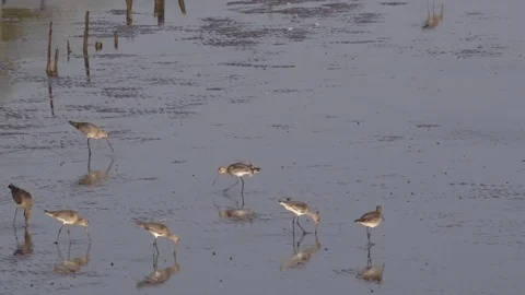 Long-billed dowitcher foraging food Stock Footage 76747691
