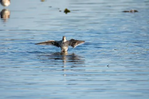 A Long-billed dowitcher opening its wings. Stock Photos