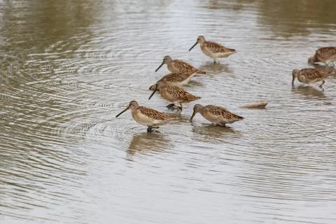 Long billed dowitcher Stock Photos