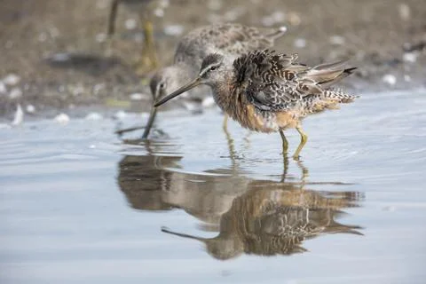 Long billed dowitcher Stock Photos