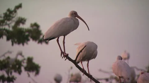 Long-billed Dowitcher On  A Tree Branch Stockbeeldmateriaal 19051136