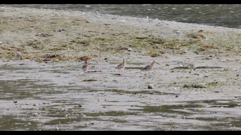 Long-billed Dowitchers Probing a Tidal Flat at Low Tide Stock Footage 337515533