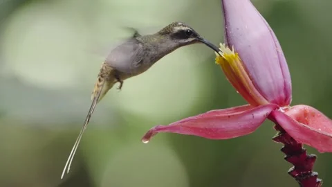 Long-billed Hermit hummingbird extends its curved beak into banana flower in Stock Footage 300860853