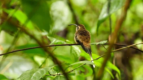 Long-billed Hermit (Phaethornis Longirostris) chirping and moving tail Stock Footage 76854075