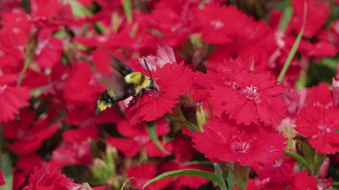 The long-billed moth gathers red Dianthus chinensis flowers Stock Footage 241506135