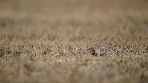 Long billed pipit hiding within dry grass avoiding aerial raptor threat Stock Footage 328617092
