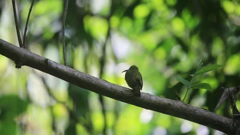 Long-billed Spiderhunter crowing Stock Footage 252865517