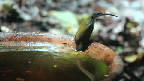 Long-billed Spiderhunter,bird drinking, Stock Footage 255762749