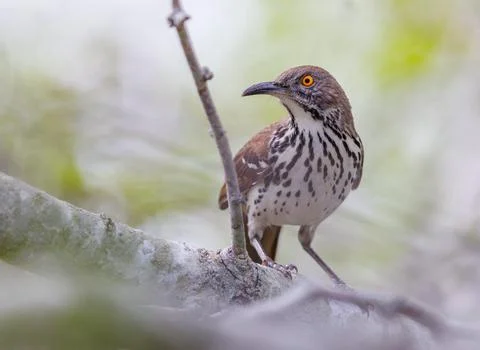 Long billed thrasher perched on a tree Stock Photos