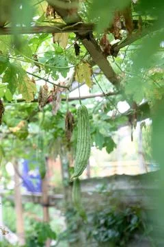 Long Bitter Melon Hanging Beneath a Garden Pergola Stock Photos