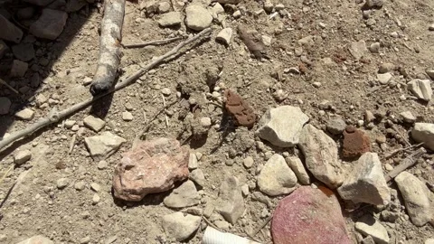 A long black ant is dragging a piece of cookie Stock Footage 340016932
