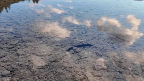 A long black leech crawling on the sandy bottom in clear water. Stock Footage 317710531