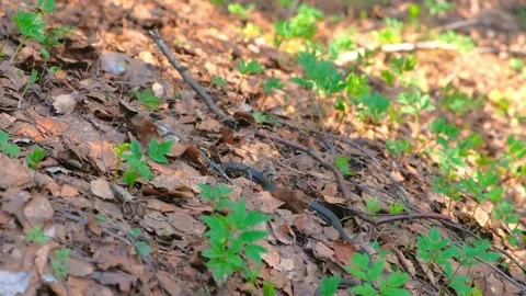 Long black snake Natrix is crawling on the ground among dry leaves in woodland. Stock Footage 136422084