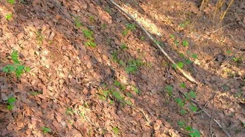 Long black snake Natrix is crawling on the ground among dry leaves in woodland. Stock Footage 136422807