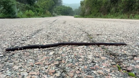Long Black Worm Slithering Across Rural Asphalt Road Stock Footage 326892821