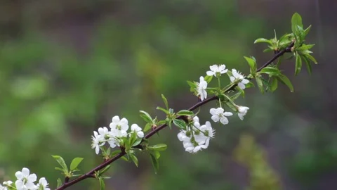 Long blooming apricot tree twig near appearing word spring Stock Footage 129295974