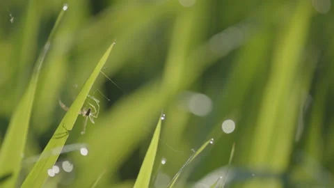 Long-bodied cellar spider in the grass 4K footage 動画素材 195202304
