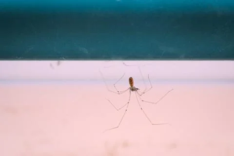 Long bodied cellar spider, Pholcus phalangioides, on her web waiting for a pr Stock Photos
