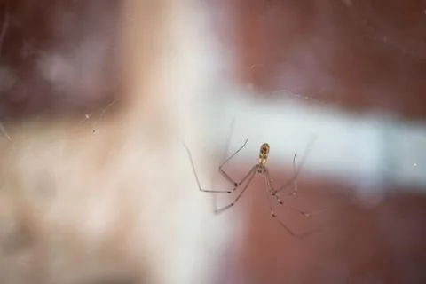 Long bodied cellar spider, Pholcus phalangioides, on her web waiting for a pr Stock Photos