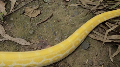 A long body of a Burmese python crawling in concrete Stock Footage 124213471