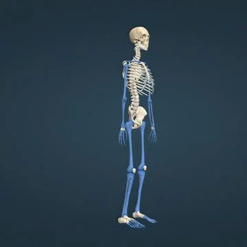 A long bone is a bone that has a shaft and 2 ends and is longer than it is wi Stock Illustration