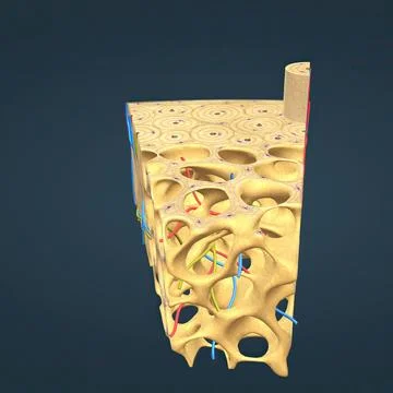 Long bone microscopic view anatomy Stock Illustration