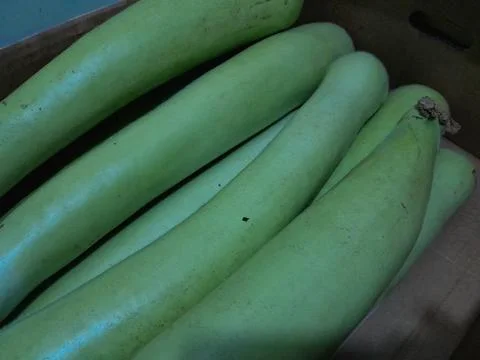 Long bottle gourd vegetable Stock Photos