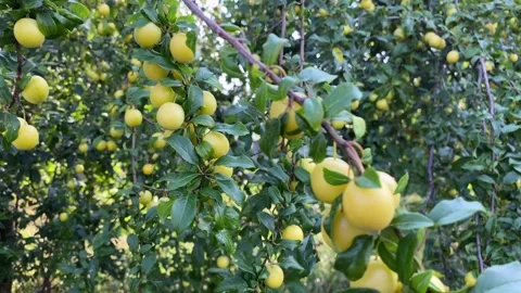 Long branches with a large yellow plum, swaying in the wind in rays of the sun. Vídeo Stock 244159225