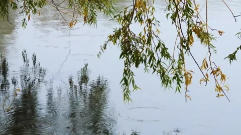 Long branches of the willow bent over the pond and swing in the wind. Strong  Stock Footage 152856555