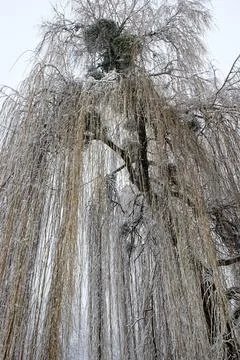 Long branches of a willow tree in winter. Snow-covered tree. Stock Photos