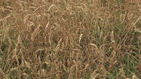 Long brown grass blowing in the wind slow motion background Stock Footage Stock Footage 344786709