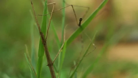 Long Brown Scorpion in green Grass Stock Footage 103500906