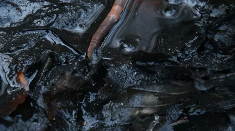 Long brown worm Stock Footage 45273636