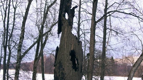 Long Burned trees (1) Stock Footage 48630753